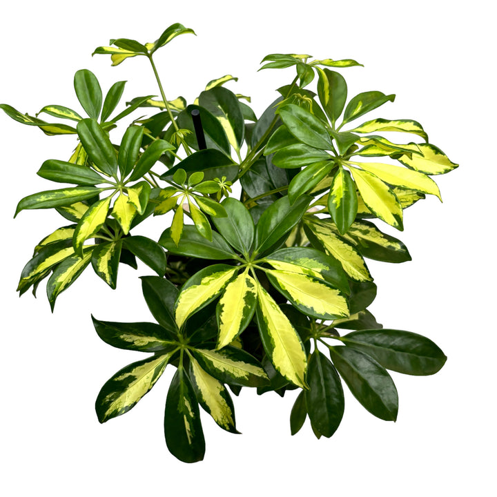 Schefflera arboricola Gerda - Arborele Umbrela