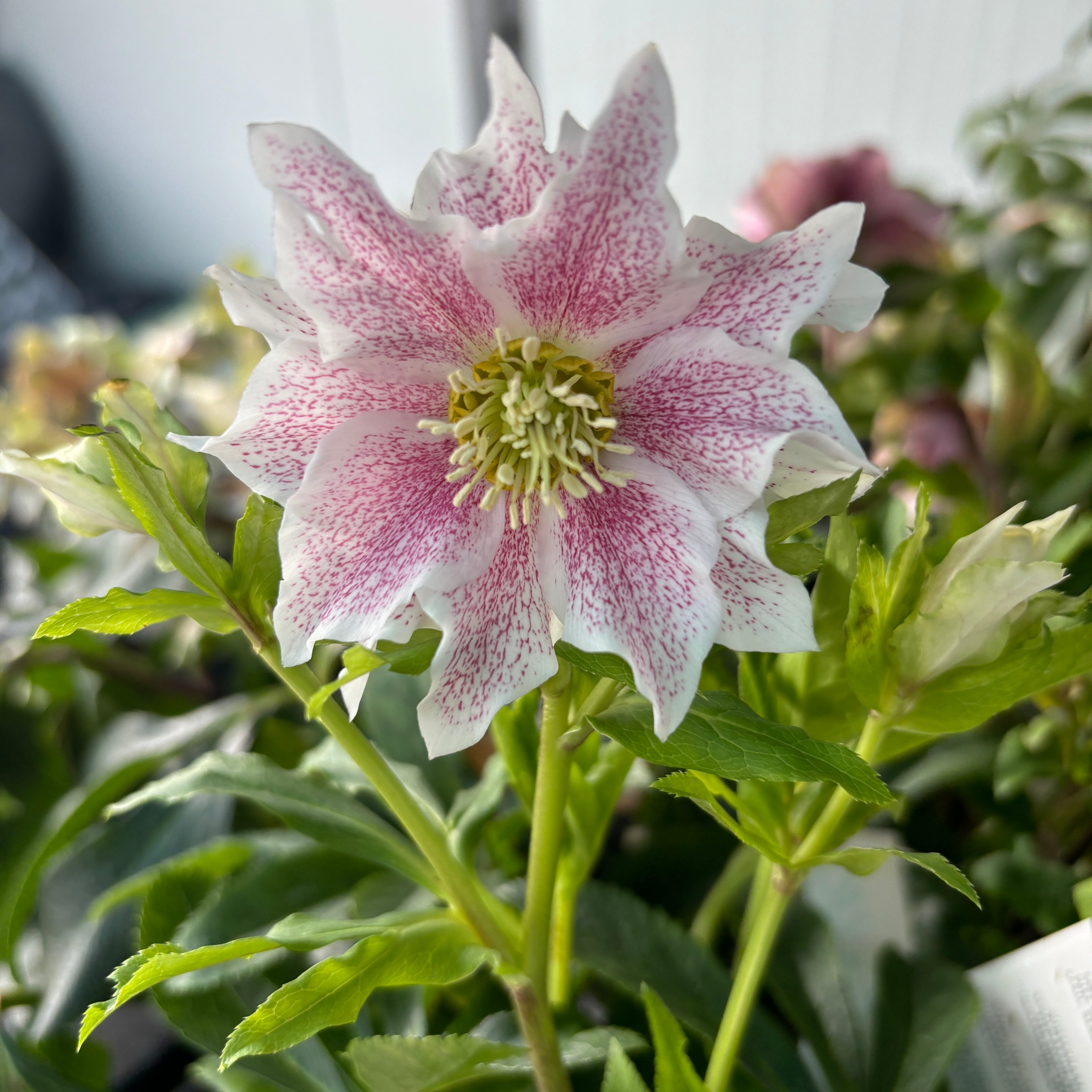 Helleborus orientalis ‘Double Ellen Pink’ (Spanz cu flori duble roz)