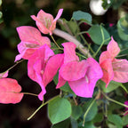 Bougainvillea 'Pink' - Den rosa pappersblomman