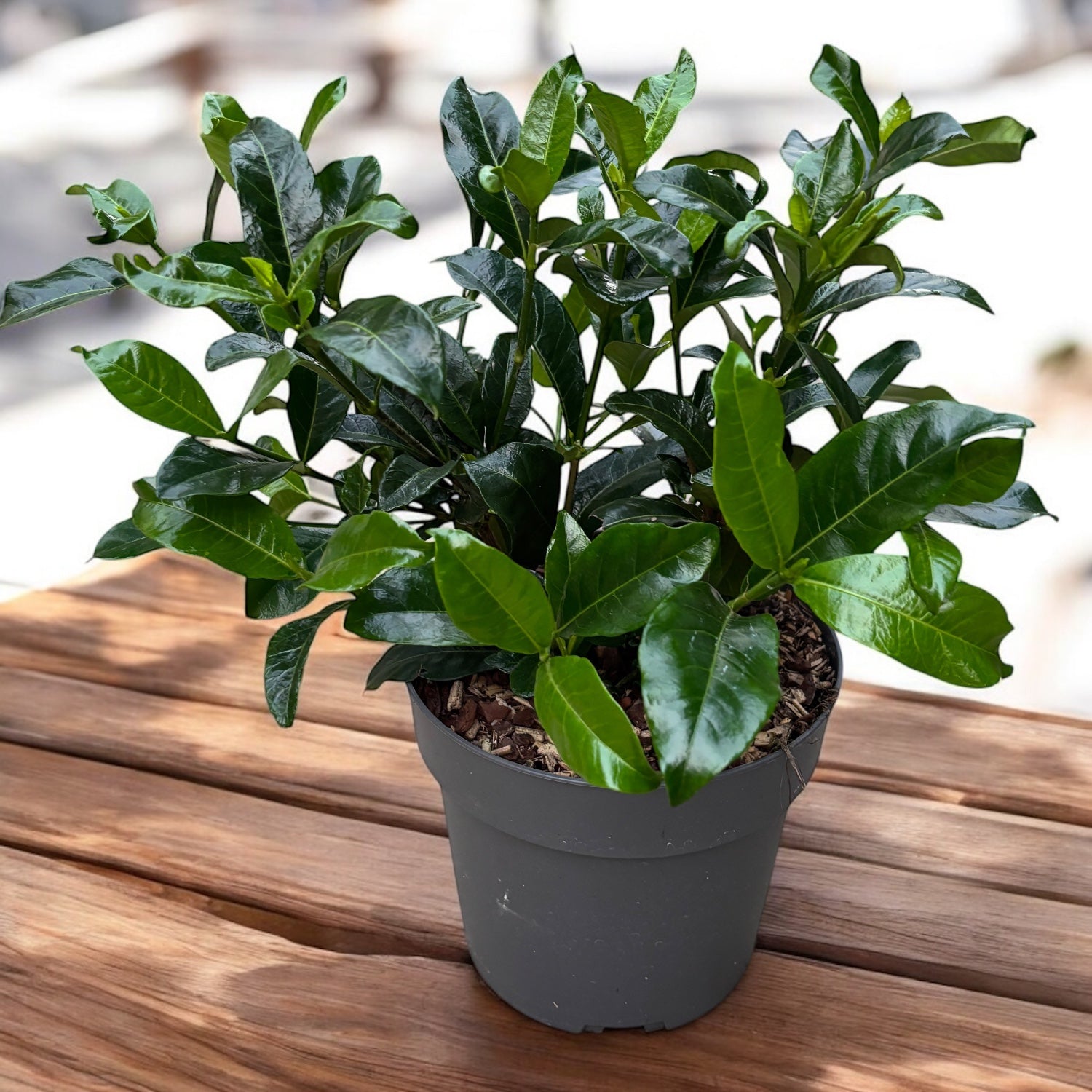 Gardenia Jasminoides 'Double Diamonds' (rezista si in gradina) - flori intens parfumate