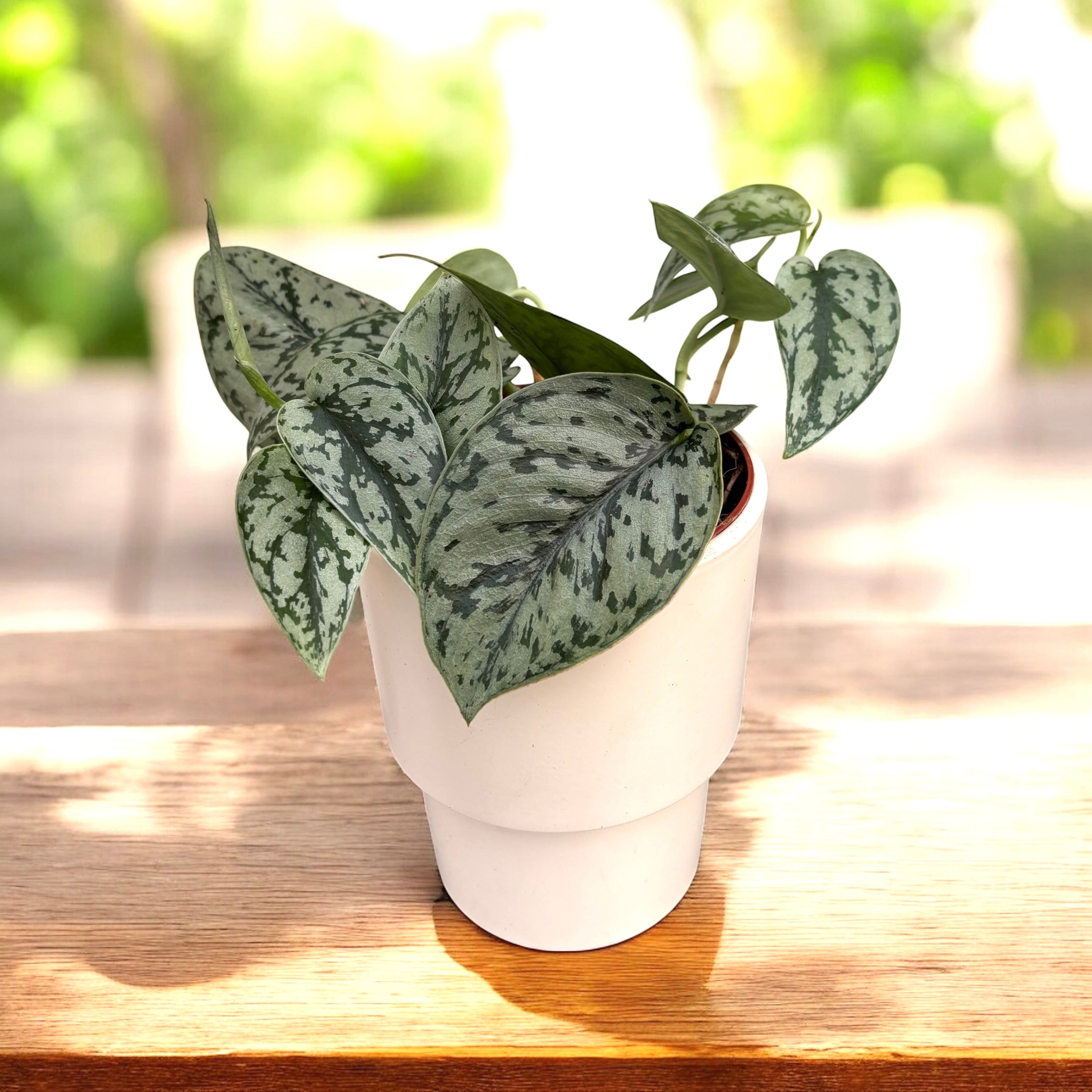 Scindapsus ‘Silver Lady’ – eleganta tropicala cu frunzis argintiu-pictat