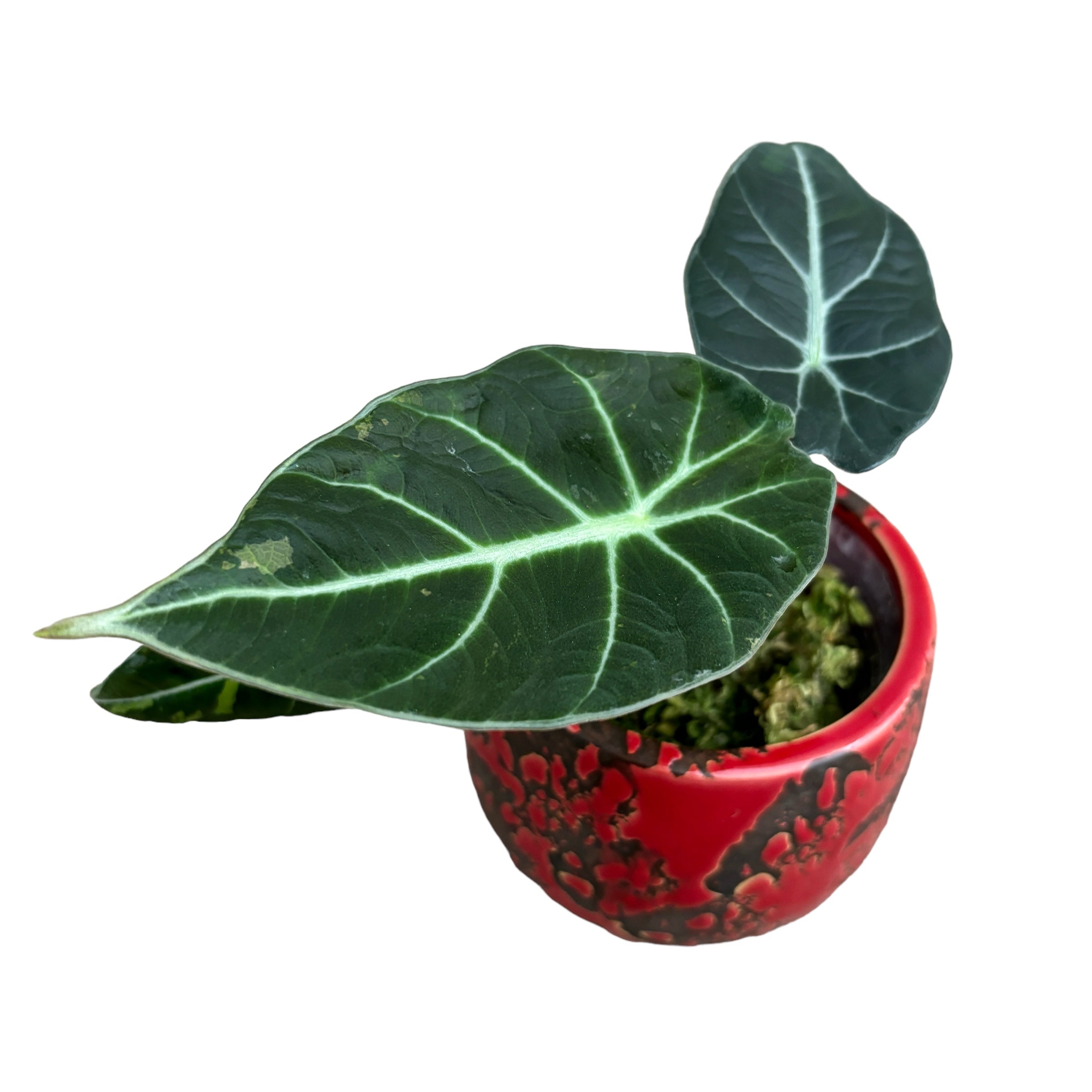 Alocasia reginula 'Black Velvet Variegata'