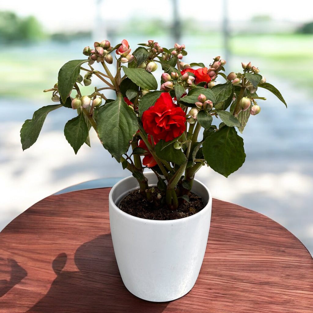 Impatiens Glimmer Double Bright Red (sporul casei cu flori duble rosii)