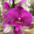Phalaenopsis Limited #01 big lip