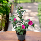 Hibiscus syriacus ‘Ruby Chiffon’ flori duble - exemplare XL