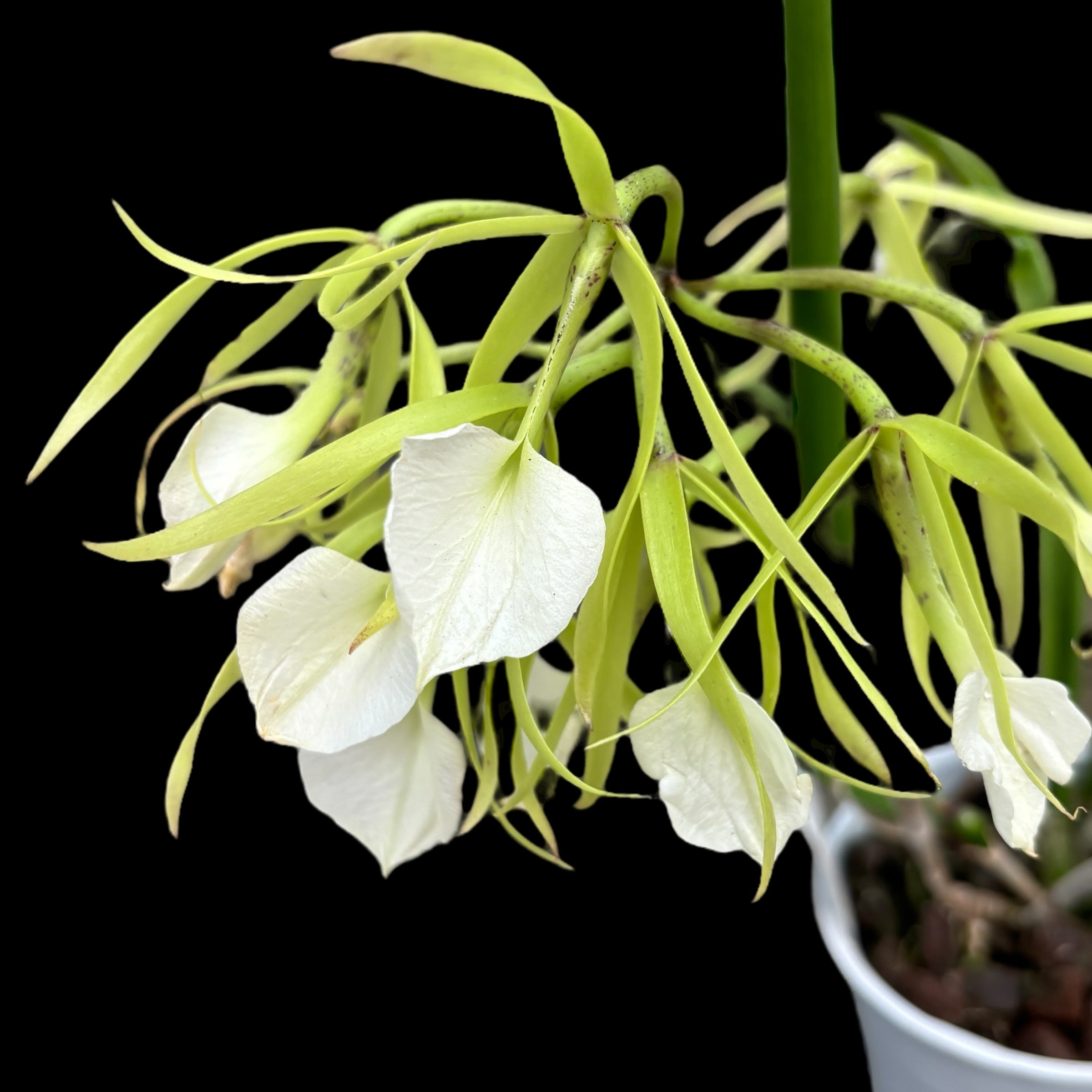 Brassavola nodosa var. grandiflora (Nizozemsko) intenzivně vonící květy