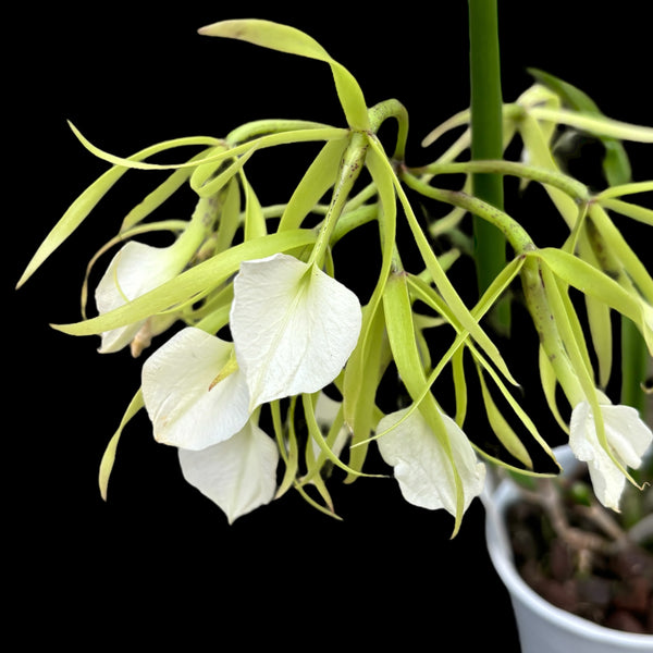 Brassavola nodosa var. grandiflora (Holland) intensely fragrant flowers