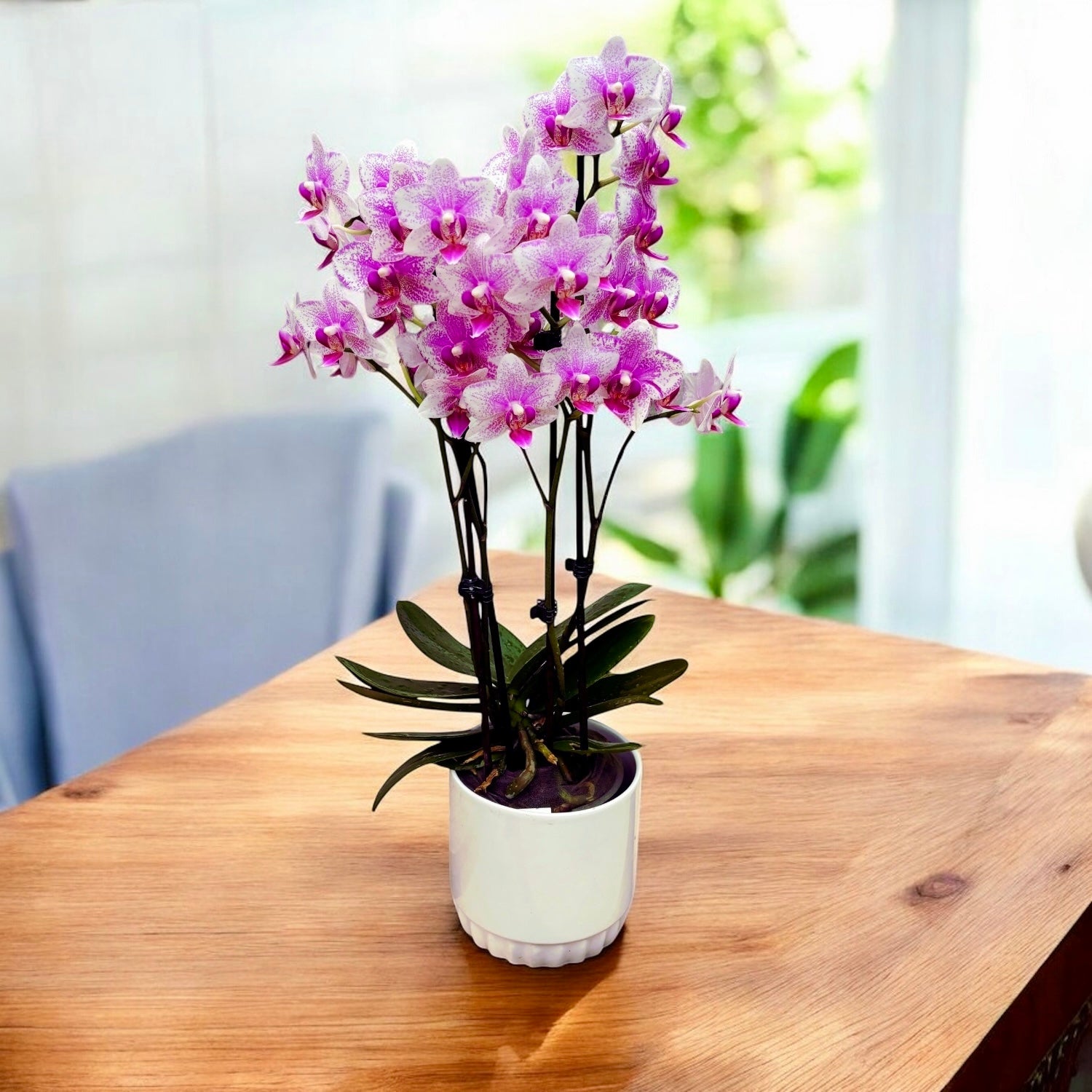 Phalaenopsis Anthura Rotterdam