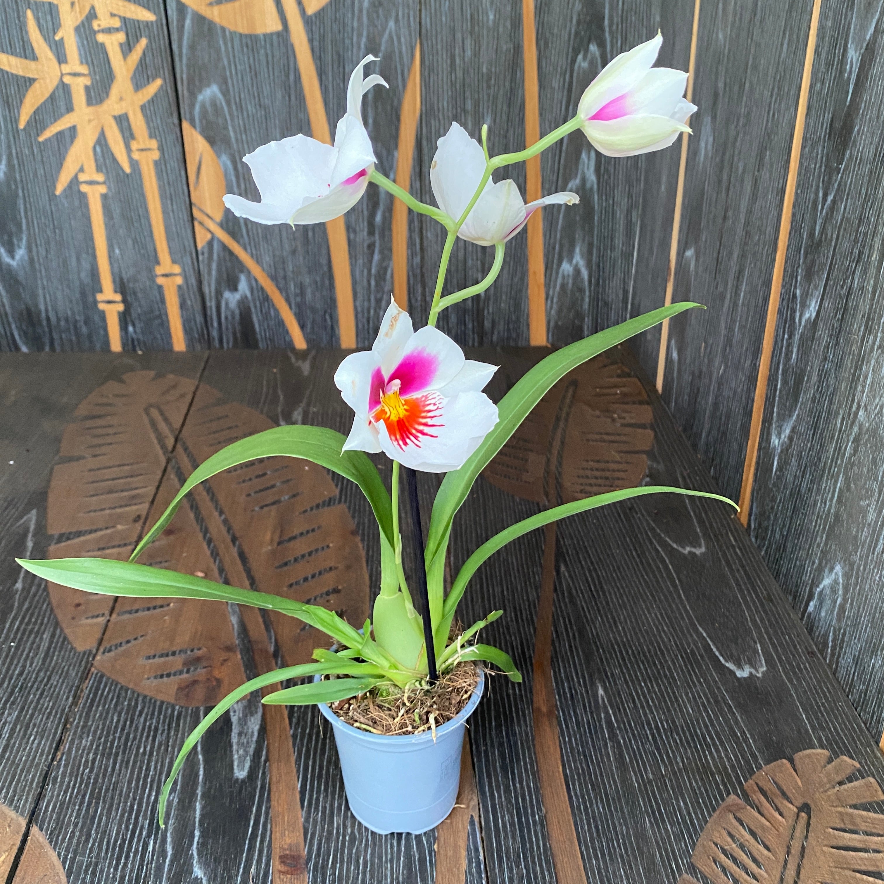 Miltoniopsis alba
