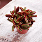 Peperomia graveolens (Ruby glow) - suculenta compacta cu reflexe rubinii