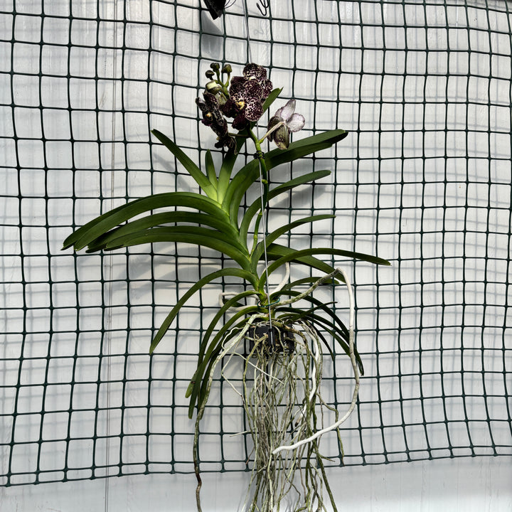 Vanda Mahony (Ansu)