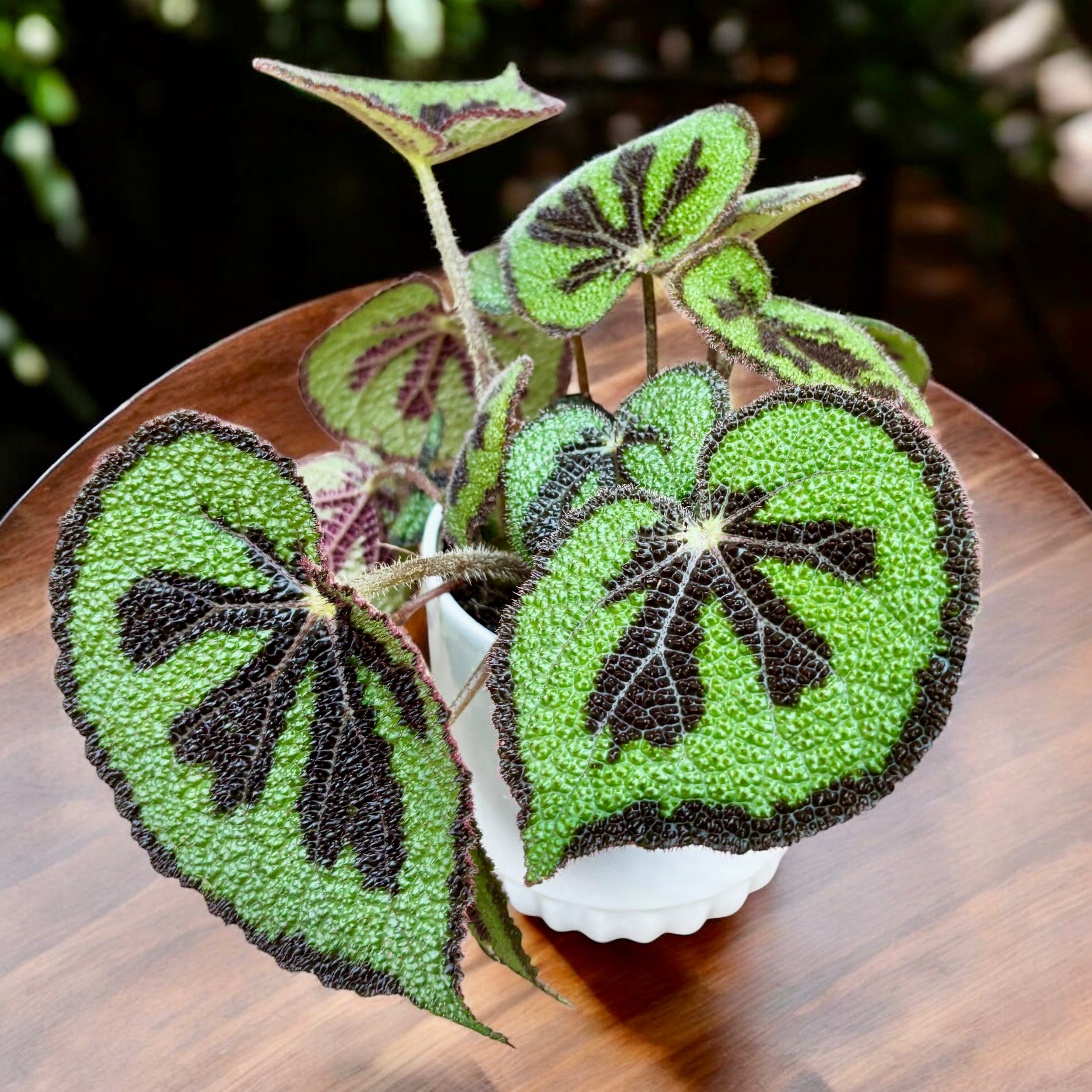 Begonia masoniana Rock (Iron cross begonia) - varietate de colectie cu frunze spectaculoase