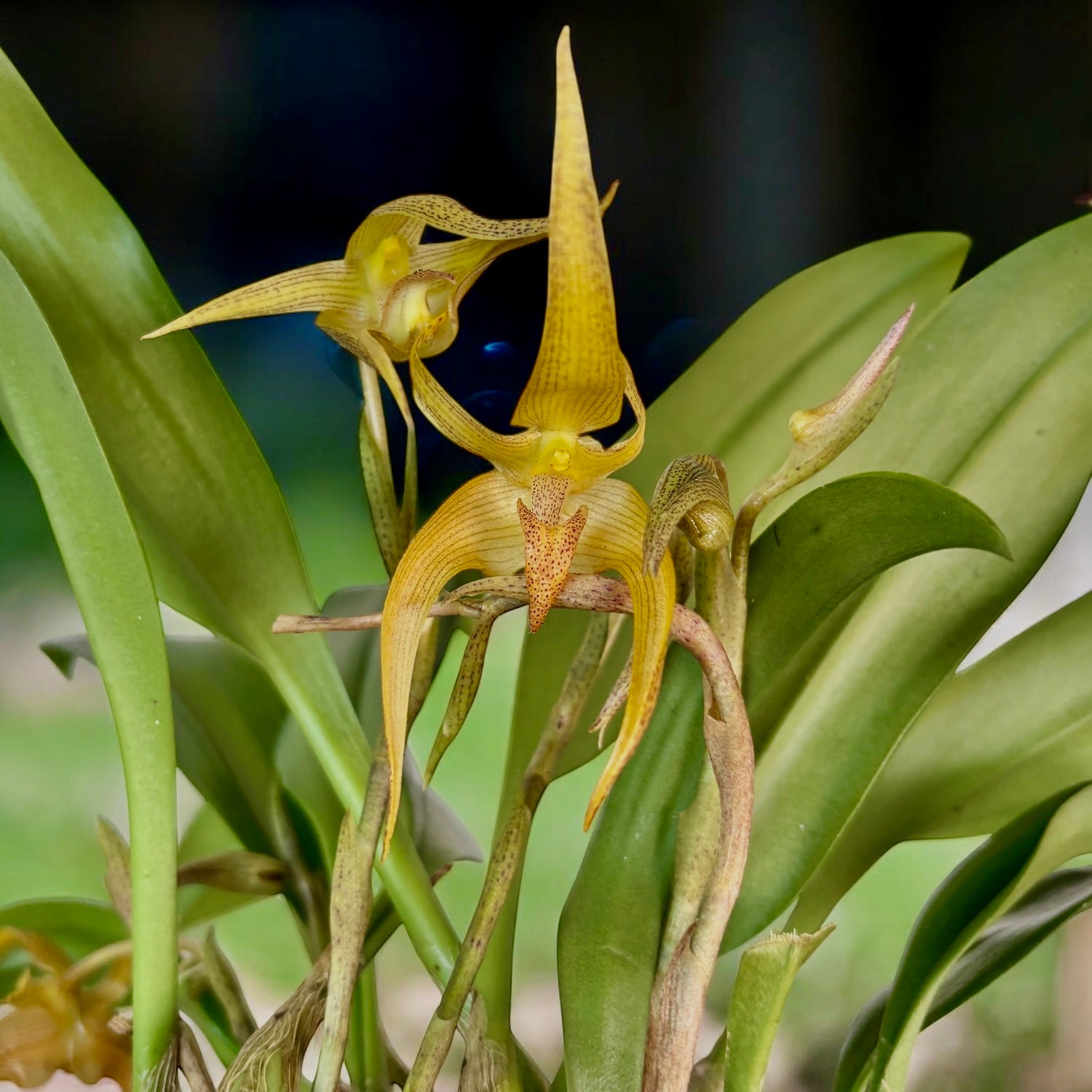 Bulbophyllum lobbii - exemplare dezvoltate