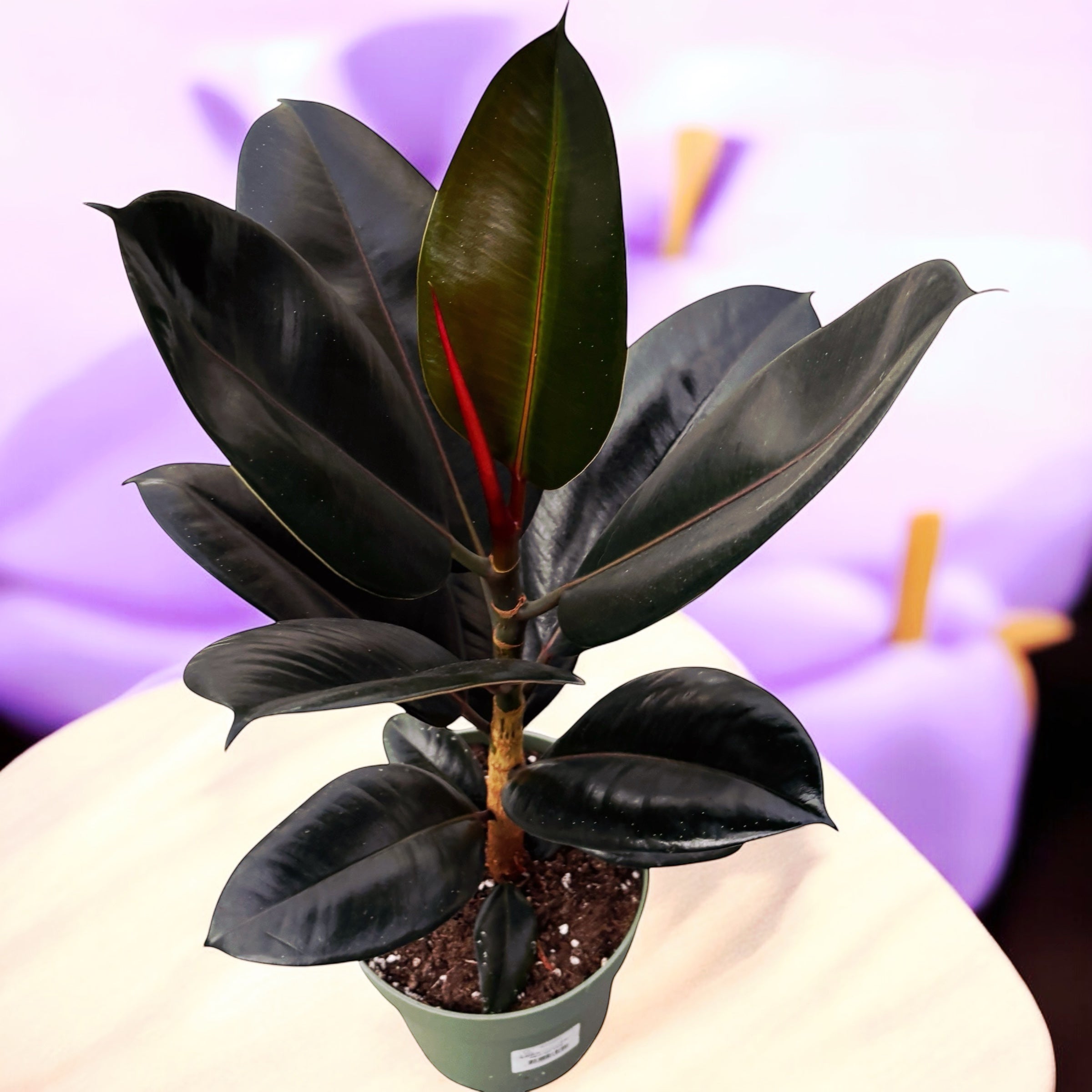 Ficus elastica Abidjan (Burgundy, Black Prince) XL - Planta decorativa cu frunze visinii, ideala pentru interior