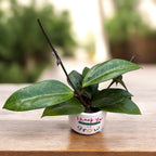 Hoya verticillata 'Wayang Splash'