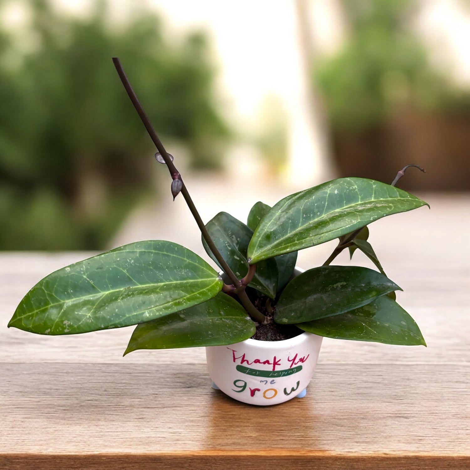 Hoya verticillata 'Wayang Splash'