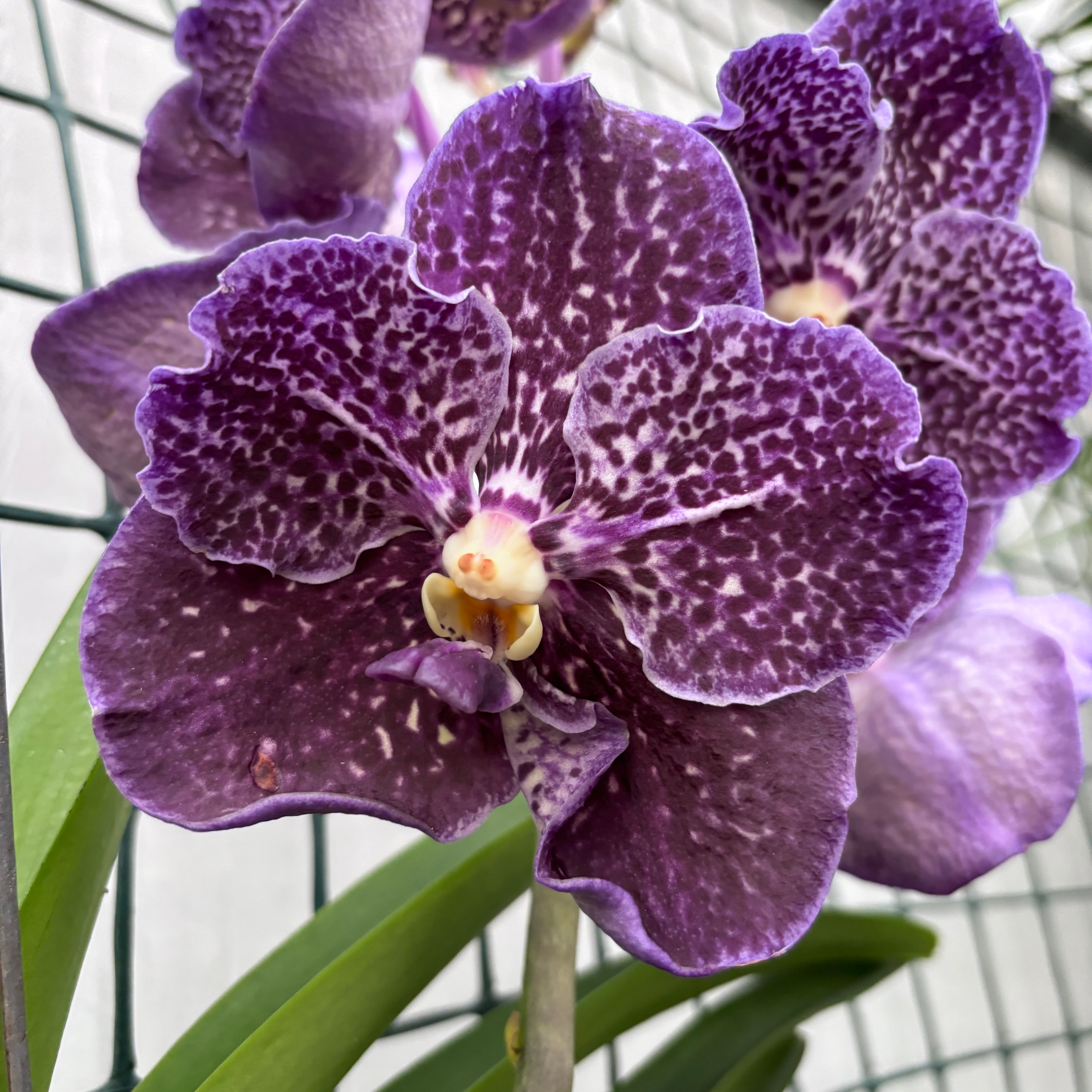 Vanda Midnight Black (Ansu)