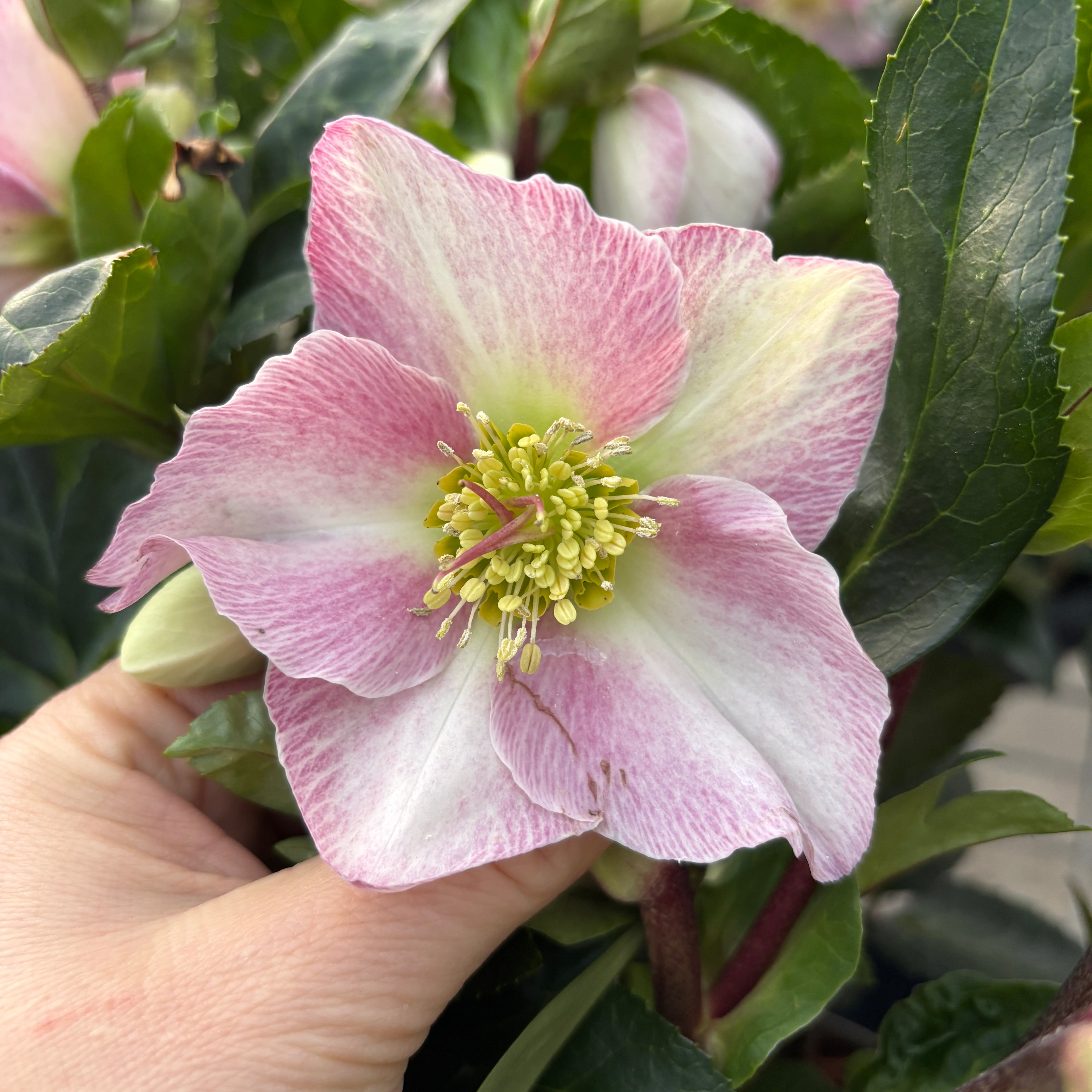 Helleborus Spring Princess (spanz de iarna) - flori XL