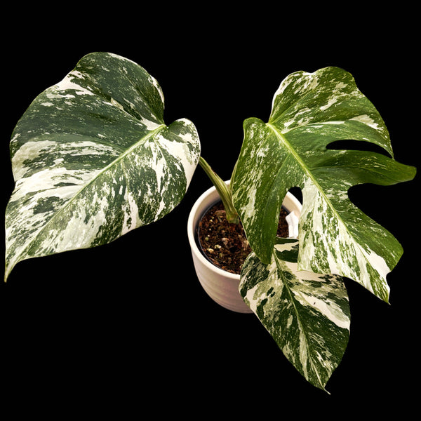 Monstera deliciosa 'Variegata' MDV-07