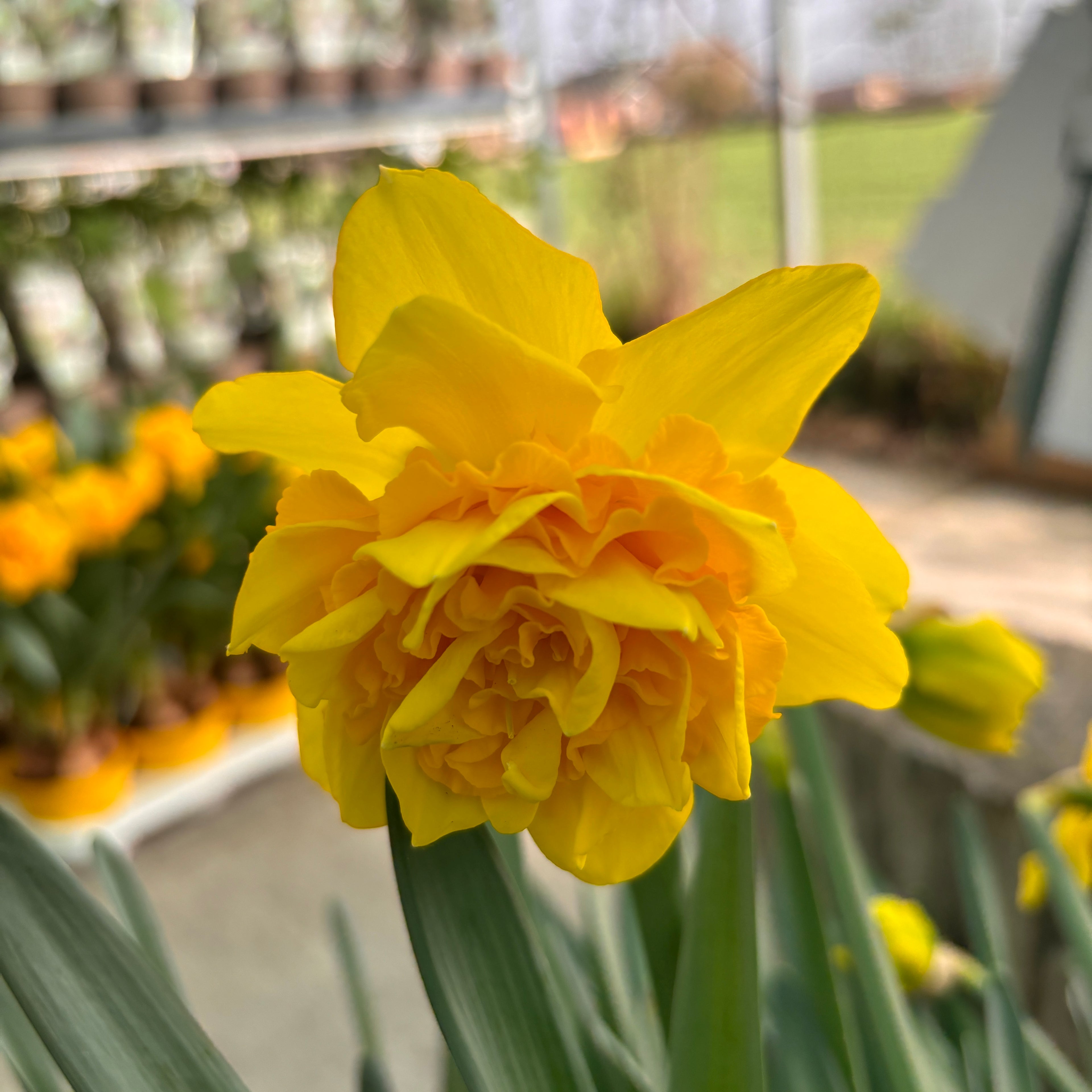 Narcise galbene duble, flori parfumate, XL -  Narcissus 'Sunday Star' (4 bulbi/ghiveci)