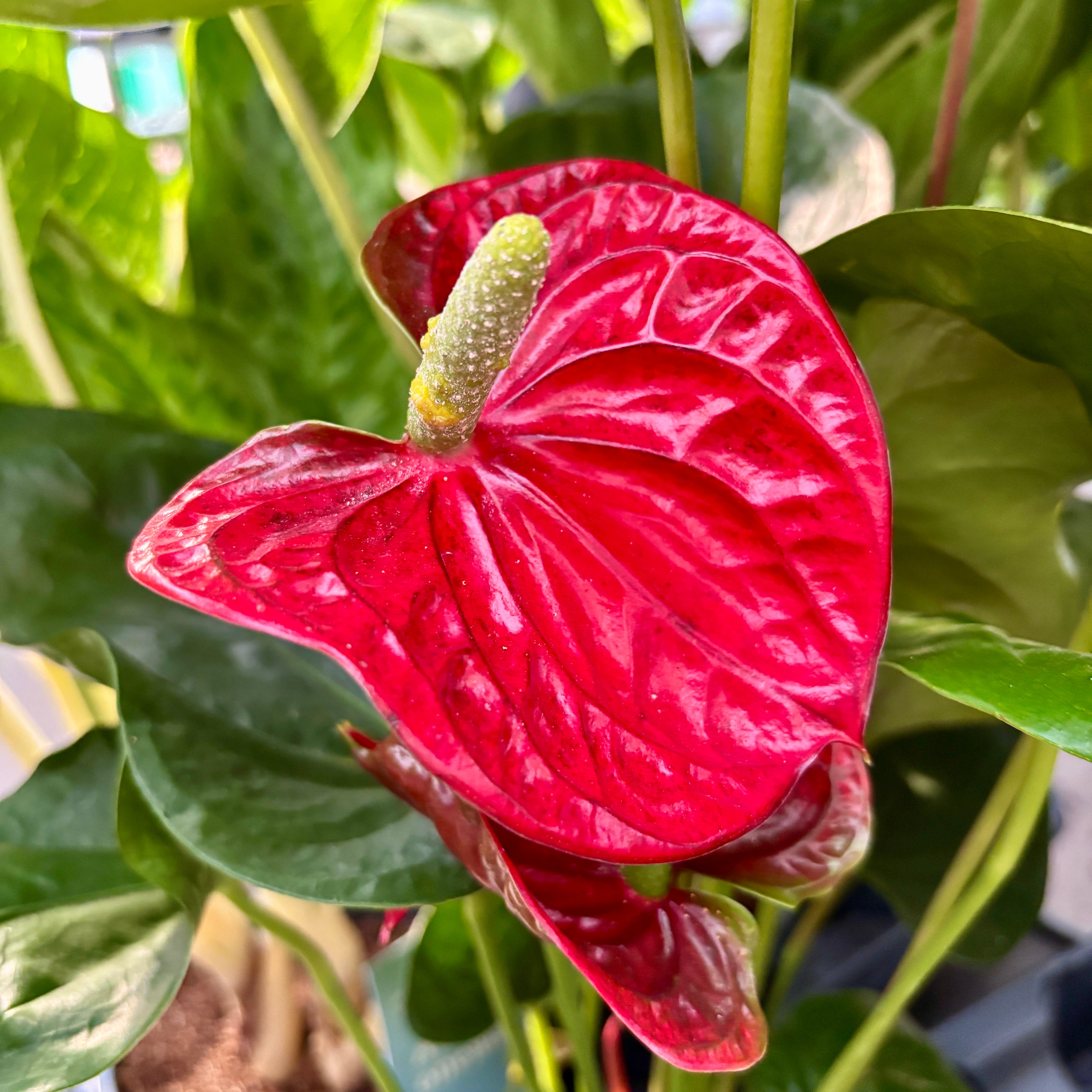 anthurium floare Anthurium Arebo (flori XL) – Secret Garden Plant Shop