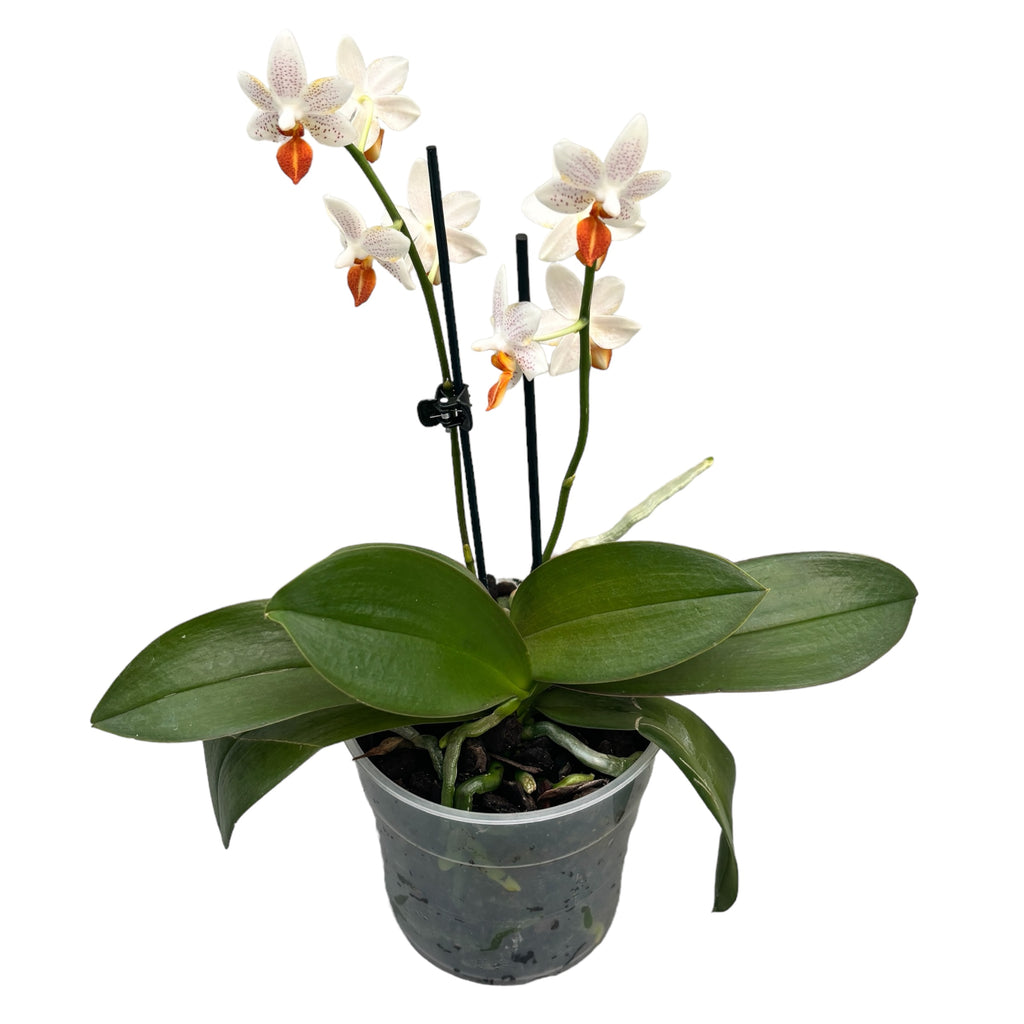 Phalaenopsis Mini Mark (Nizozemska) - 2 rastlini/črepnik