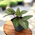 Helleborus lividus 'Pink Marble' - rózsaszín virágú hunyor