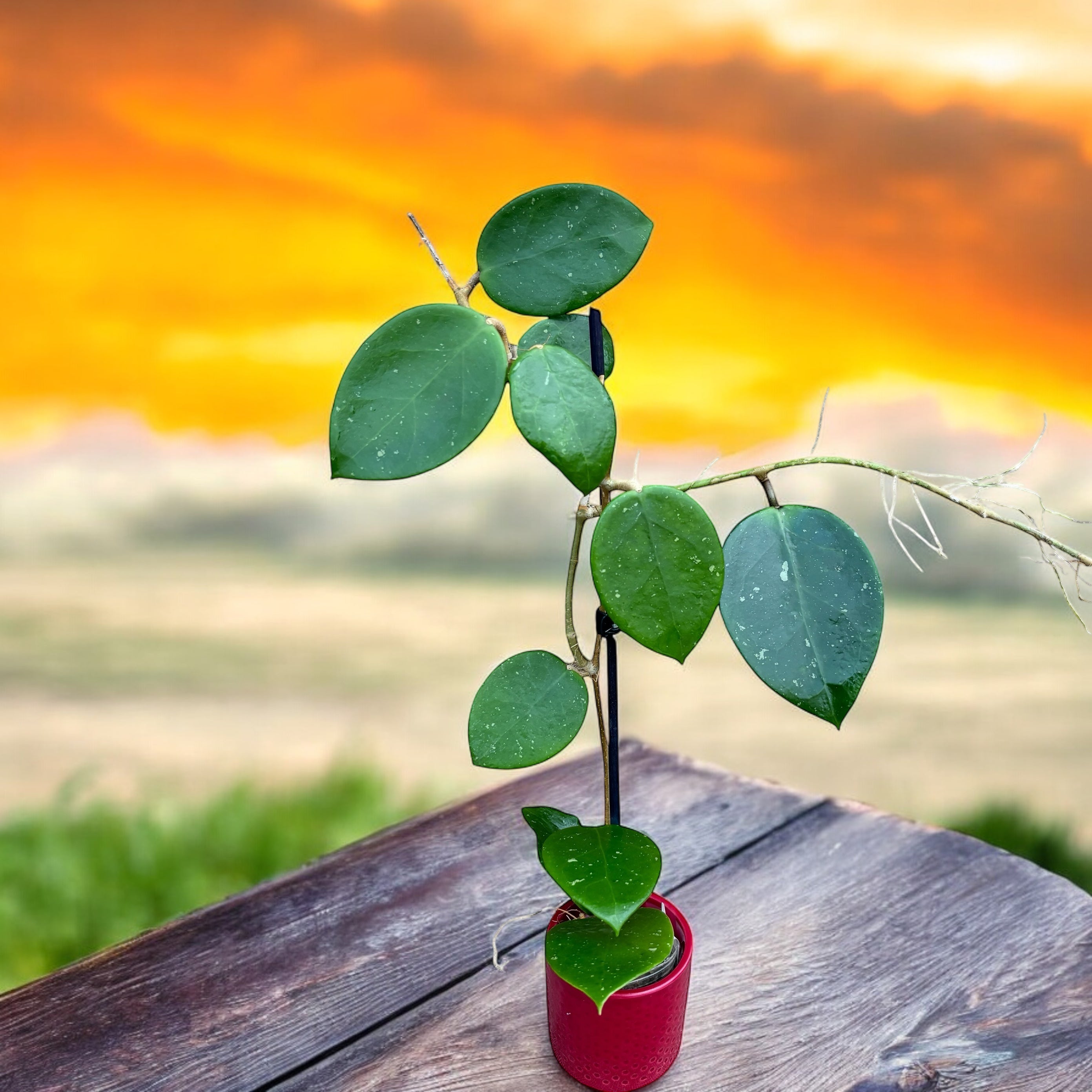 Hoya 'Sweet Scent' parfumata (exemplare dezvoltate)