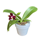 Phalaenopsis (KS Happy Eagle × cornu-cervi) '628' parfumat