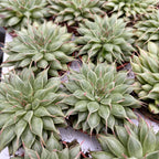 Graptopetalum filiferum