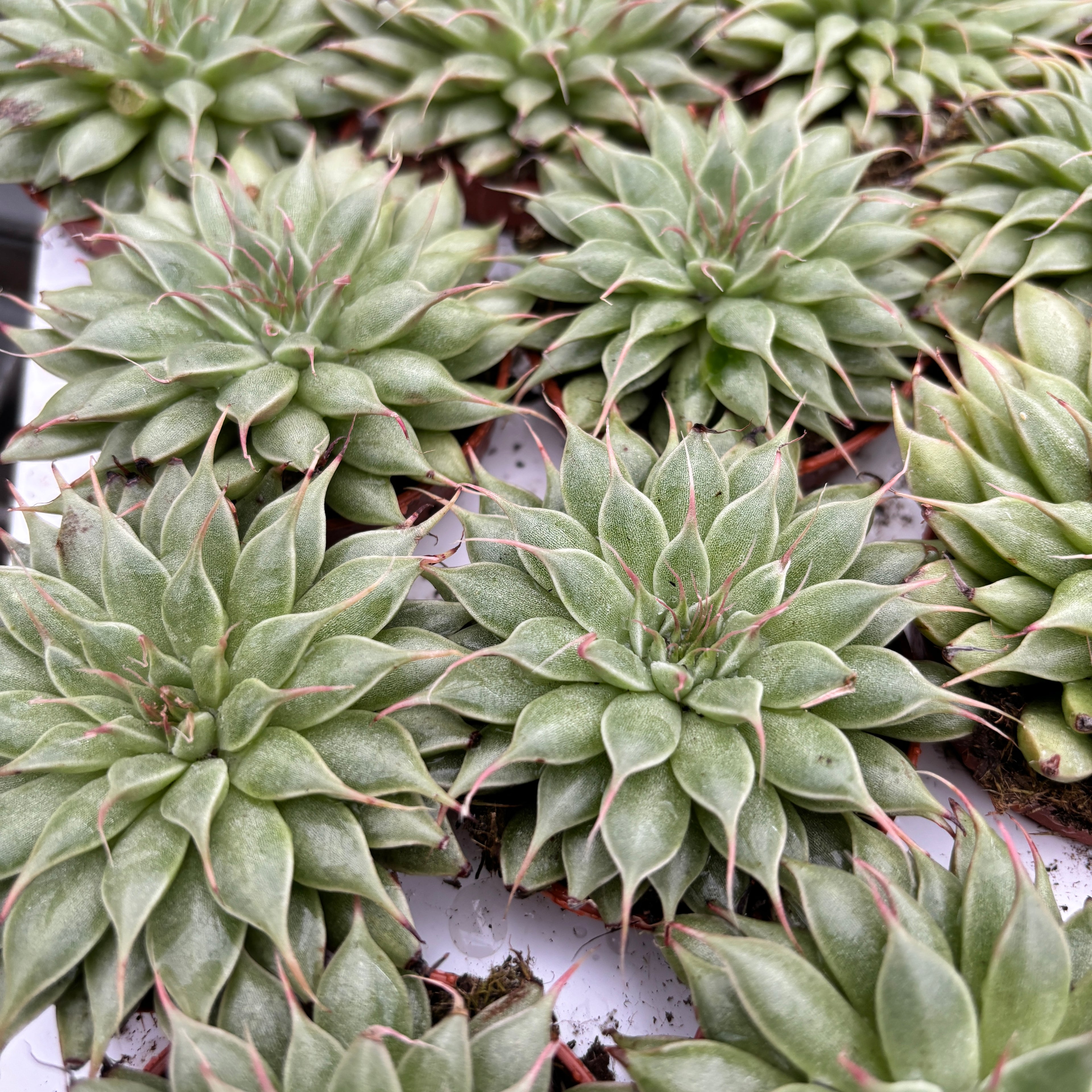 Graptopetalum filiferum