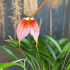 Masdevallia lila-narancssárga