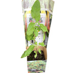 Trompeta ingerilor rosie - Brugmansia sanguinea 'Red' * flori parfumate