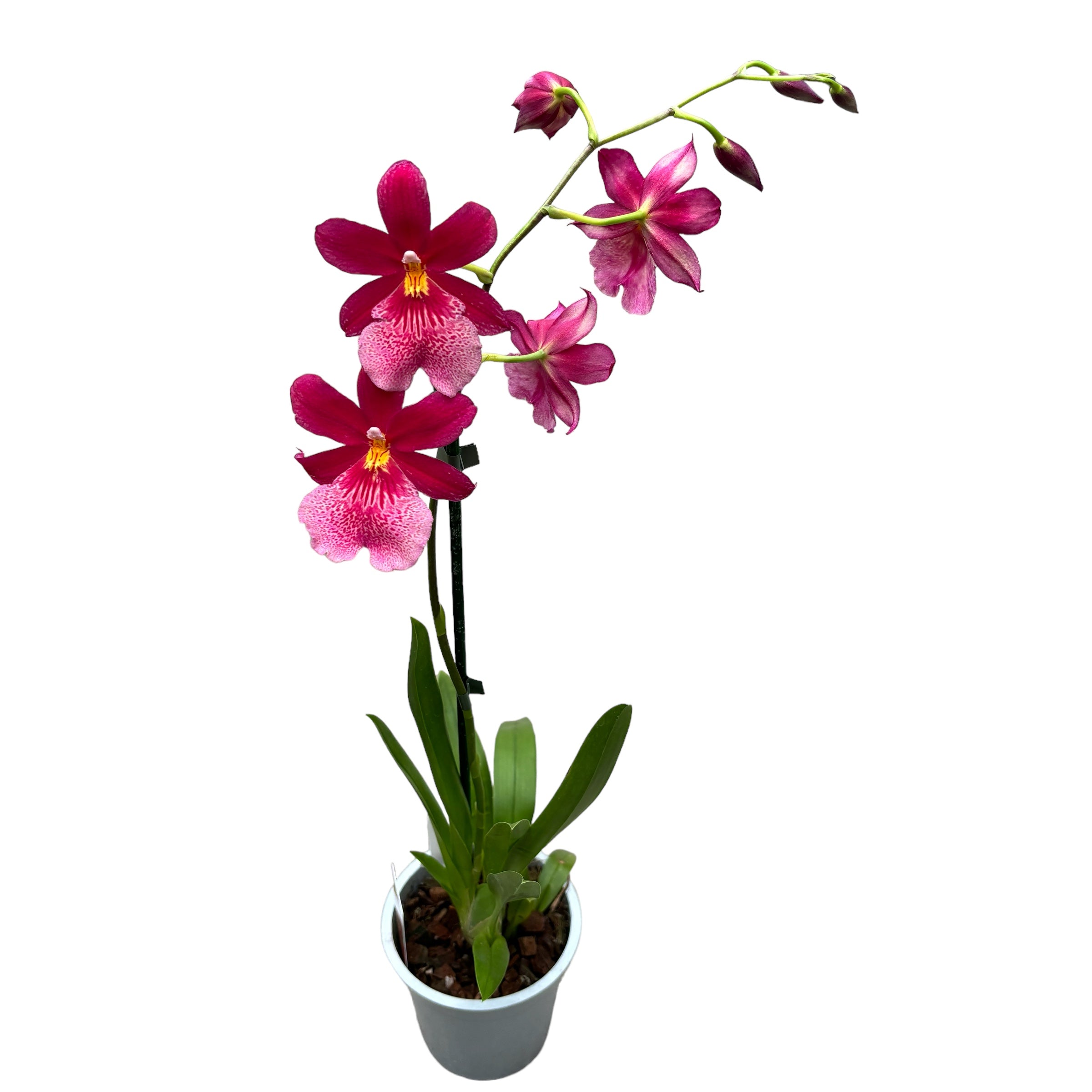 Burrageara Nelly Isler 'Swiss Beauty' - intensely fragrant flowers