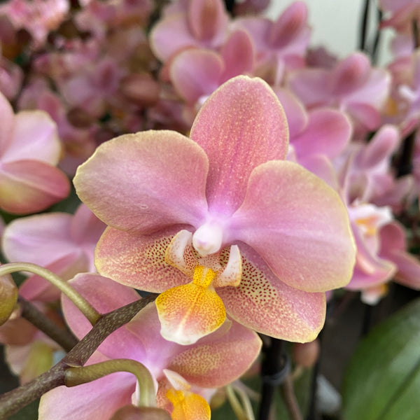 Phalaenopsis Aromio Oriental *scented D9