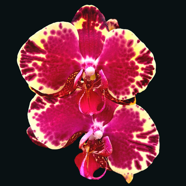 Phalaenopsis Beauty Soulmate