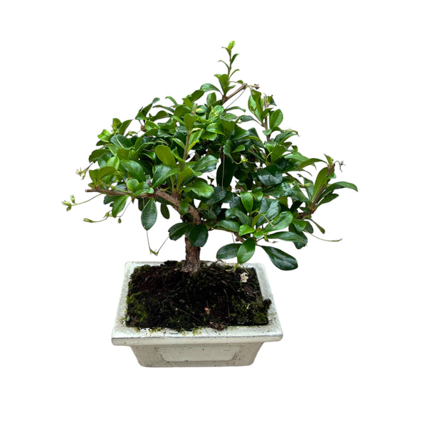 Bonsai Carmona