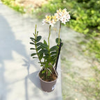 Epidendrum radicans ‘White Ember’