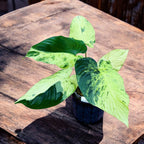 Homalomena sp. variegata