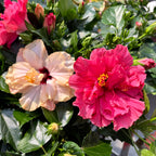 Hibiscus rosa-sinensis -Trandafir japonez cu floarea dubla (2 culori/ghiveci)