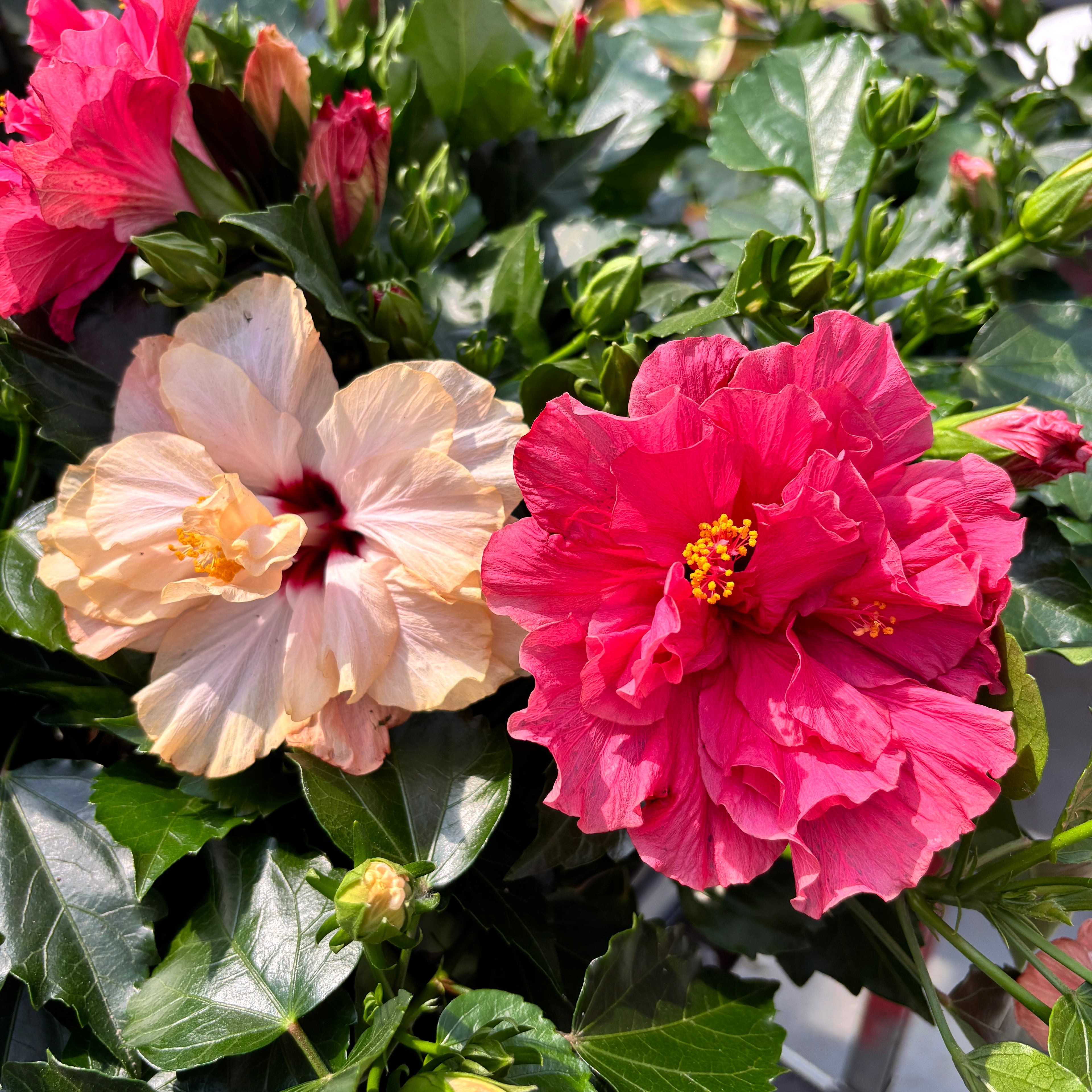 Hibiscus rosa-sinensis -Trandafir japonez cu floarea dubla (2 culori/ghiveci)