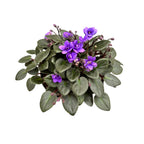 Saintpaulia Micro Blue - violetas especiales con flores dobles