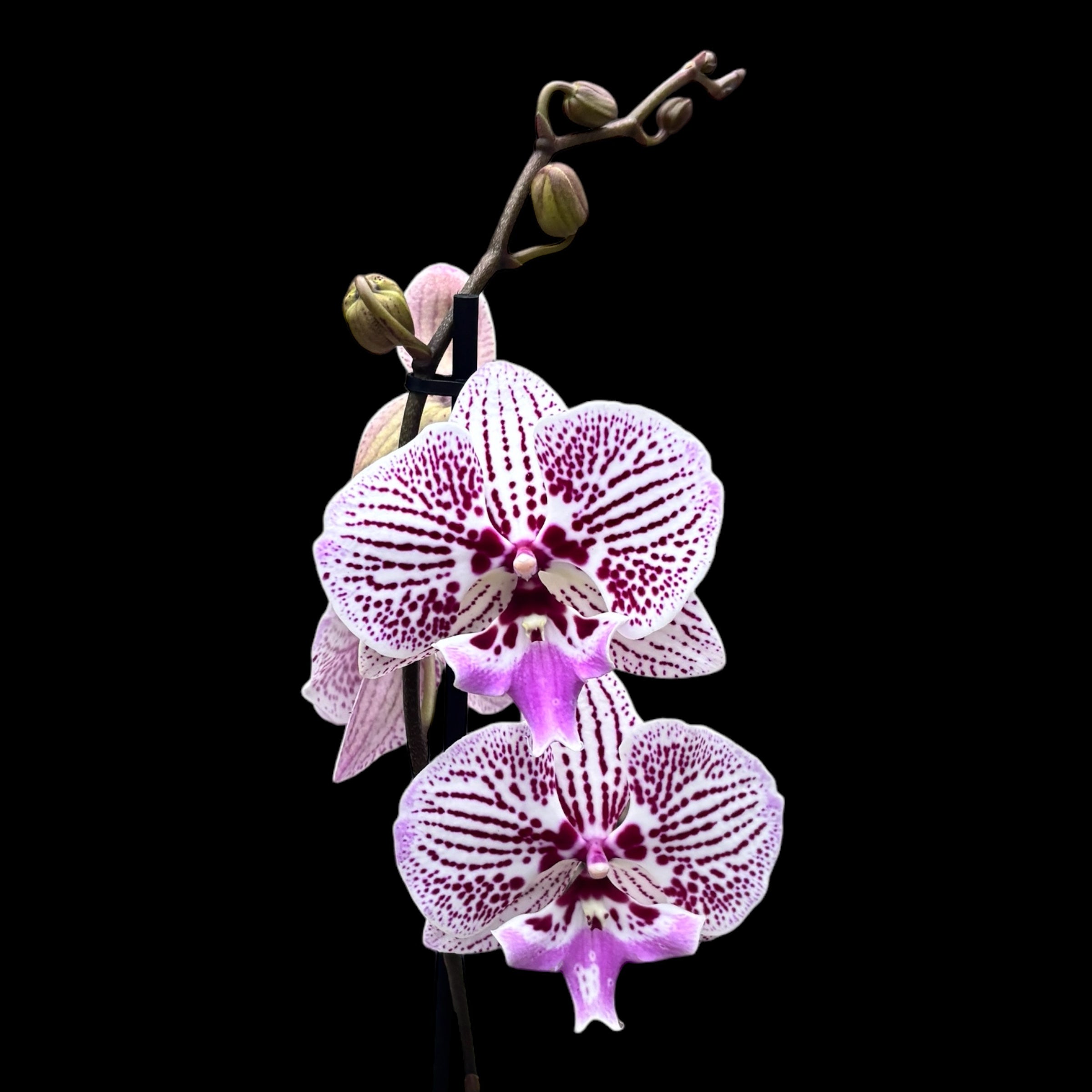 Phalaenopsis Venus KizZ (Tying Shin Thor) big lip