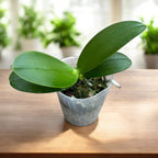 Phalaenopsis Vio Vio 'Cat Face' (pélorique) - intensément parfumé