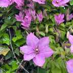 Clematis 'Hagley Hybrid' - Clematis mit XL-Blüten (Späte Großblumige Gruppe)