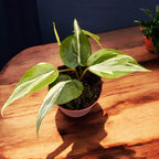 Philodendron hederaceum 'Rio'