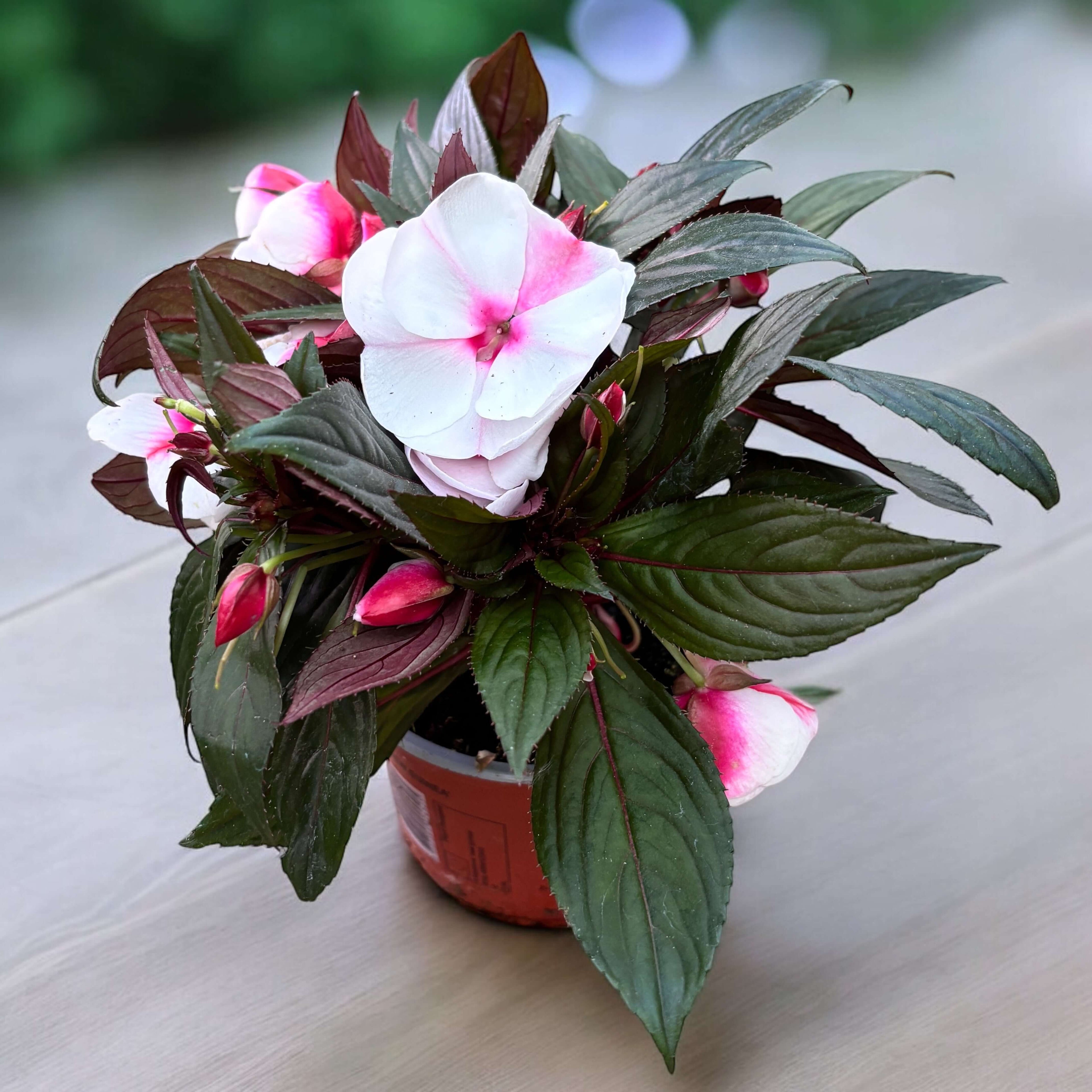 Impatiens New Guinea 'White Pink Eye' plant with white and pink blooms in a pot.