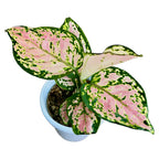 Aglaonema commutatum Red Zircon D9