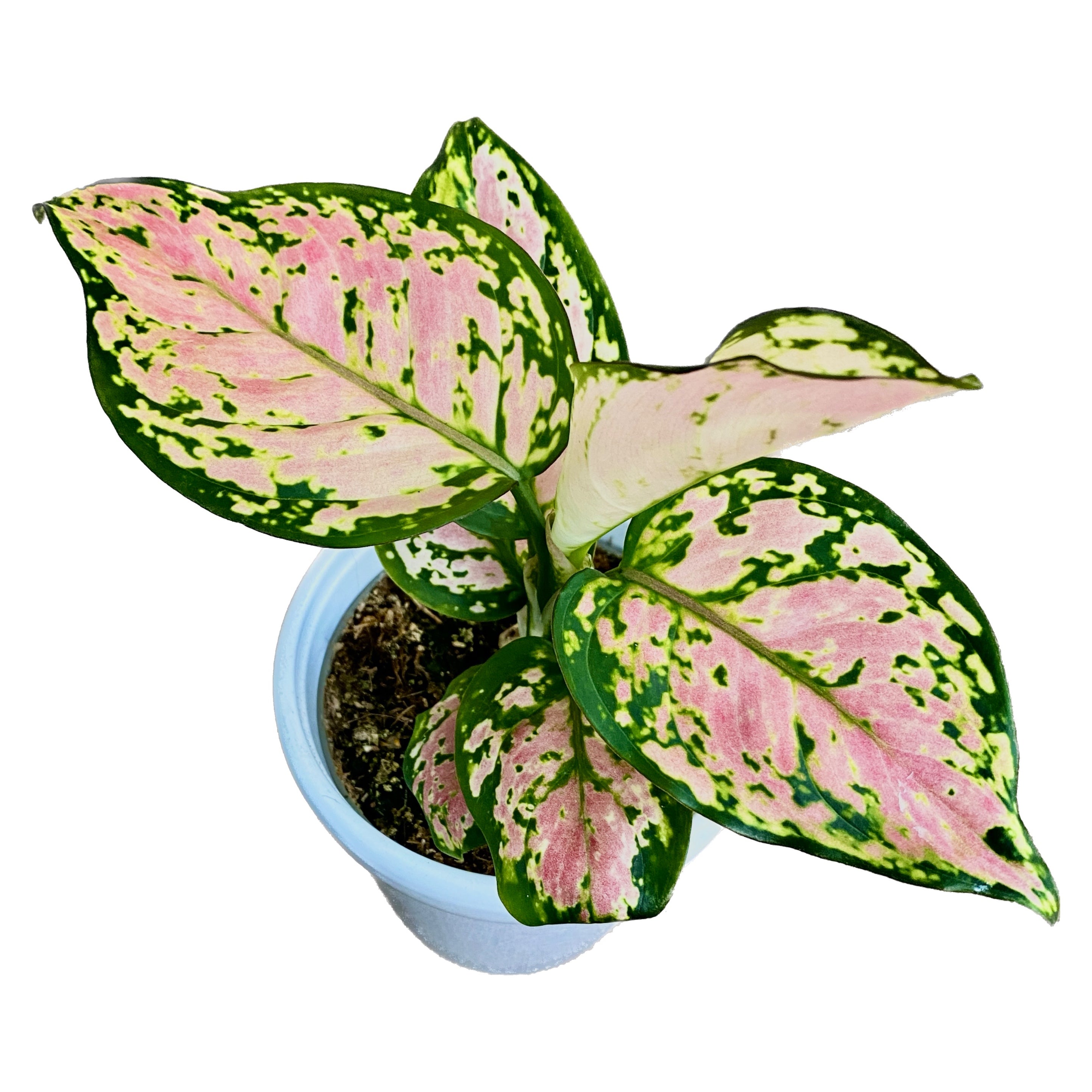 Aglaonema commutatum Red Zircon D9