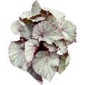 Begonia 'Hawaiian Silver'
